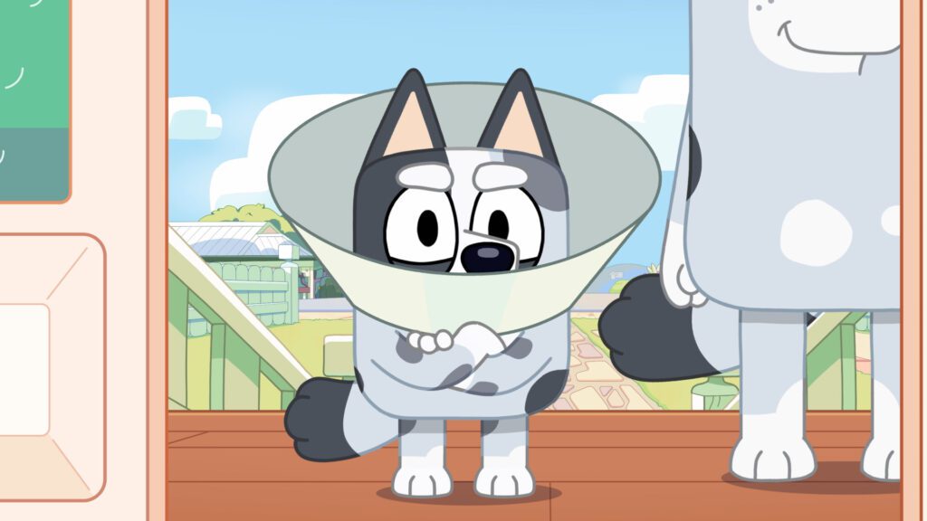 Muffin Heeler in a cone of shame for sucking her thumb