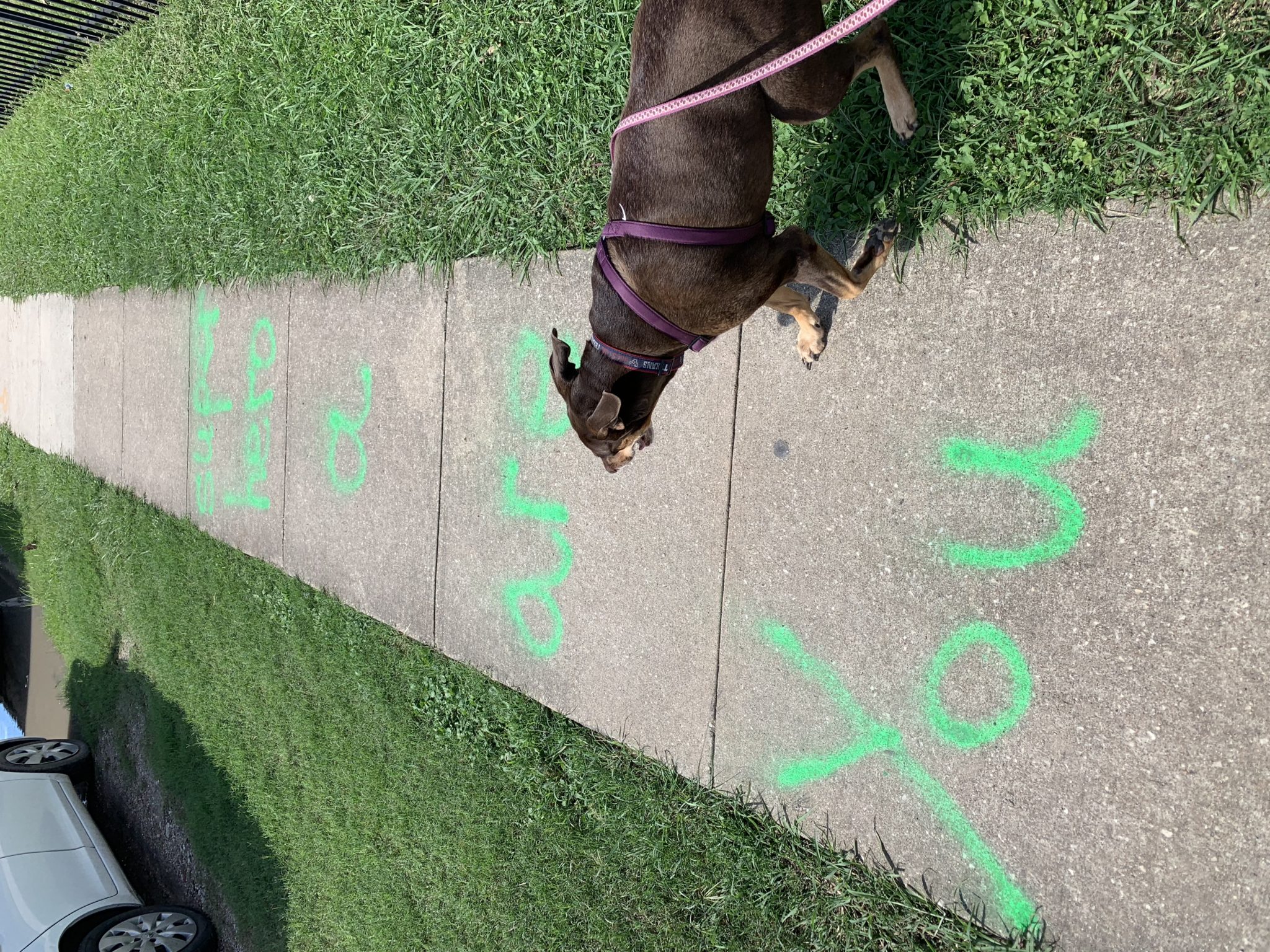 1 Month Later IPhone XS Max