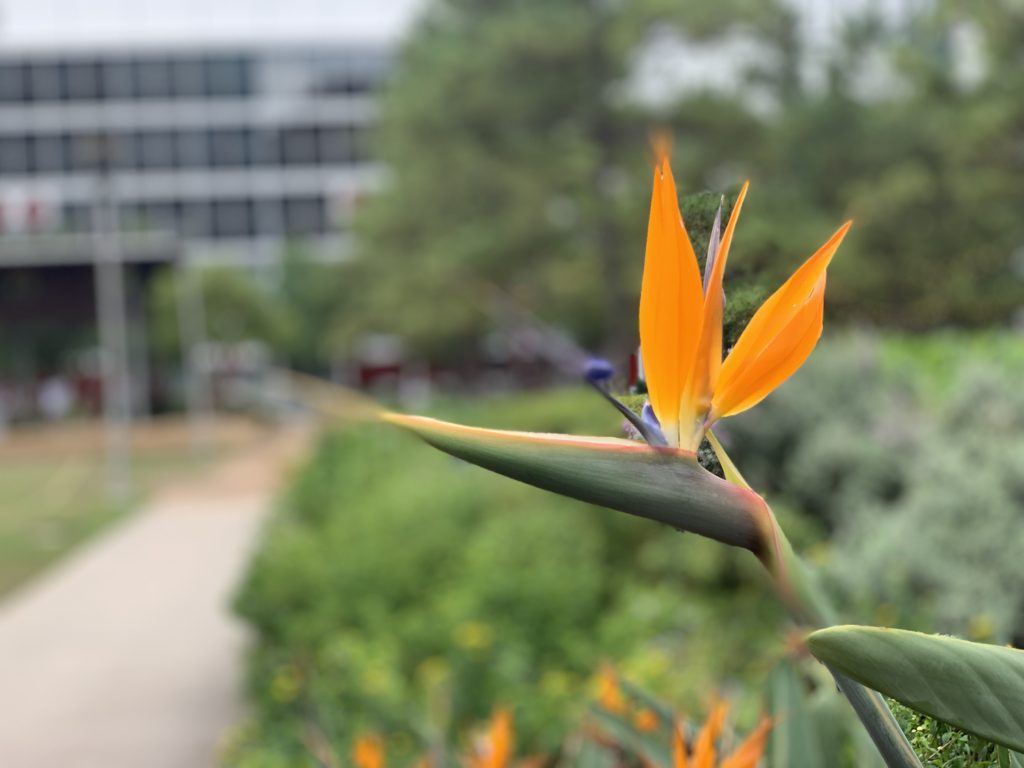 1 Month Later: iPhone XS Max 2 img 0382
