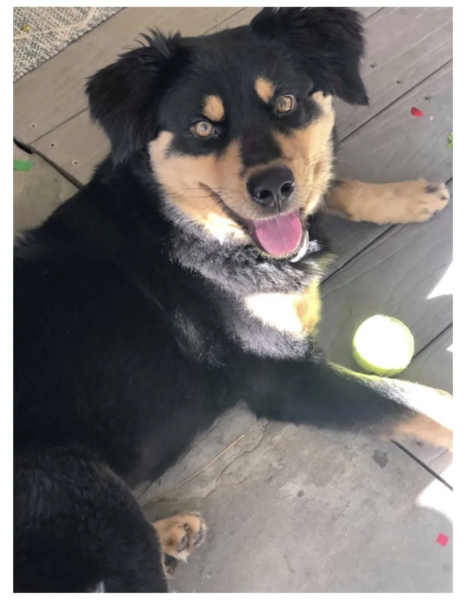 Portfolio work: Emma the Dog’s Story