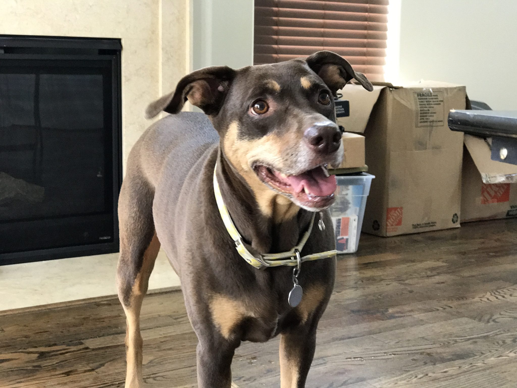 Dog-Shaped hole A Dog-Shaped Hole