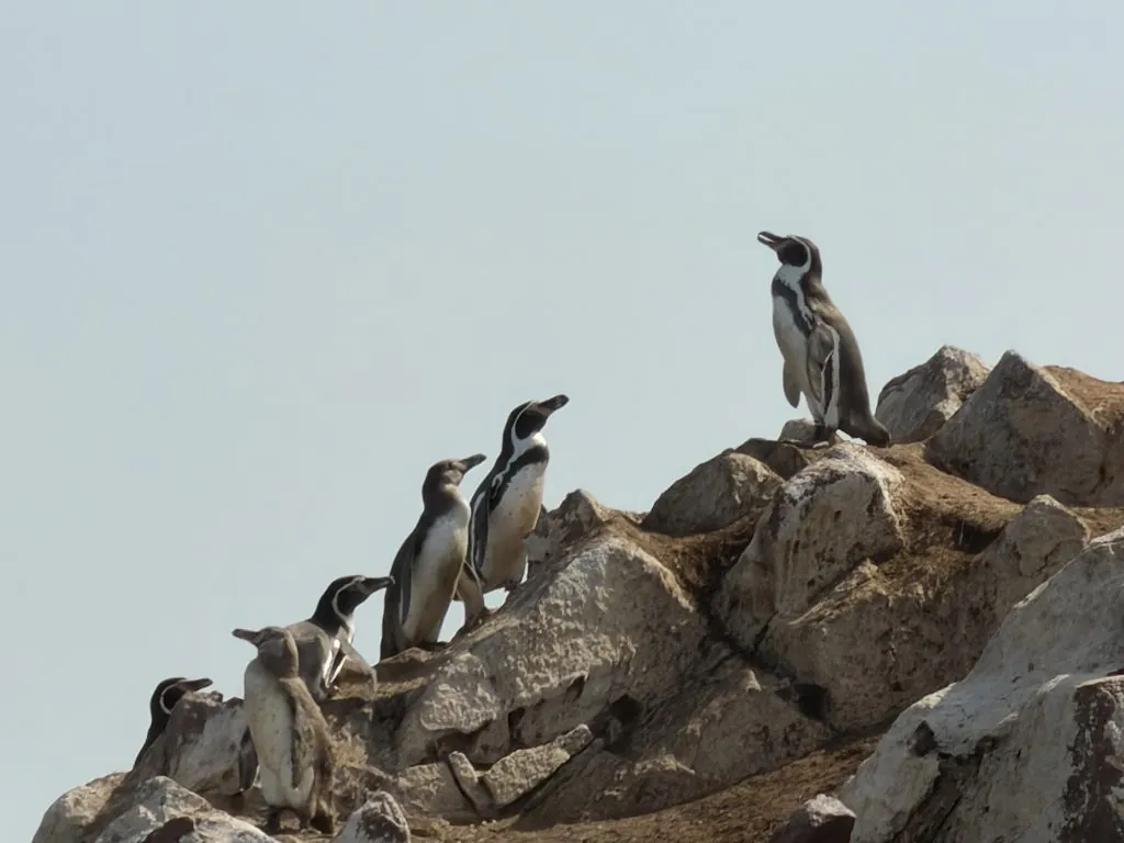 A group of penguins standing on a rocky surface under a clear blue sky.