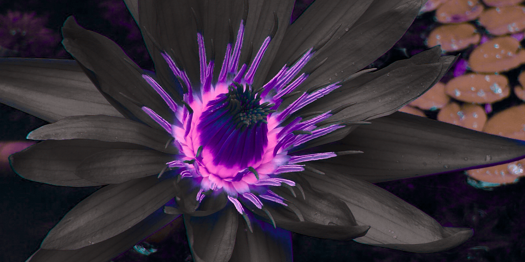 The Black Lotus